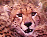 eyescheetah.JPG (14456 bytes)